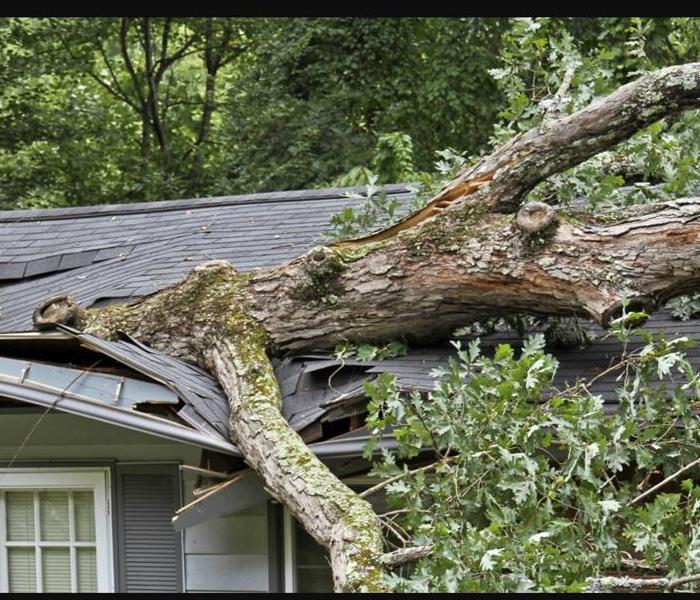 Tree fallen on a house