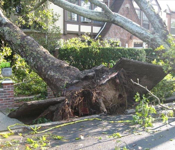 Tree toppled by a tornado.