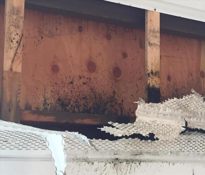 Mold growing on wood joists and plywood sheathing behind insulation